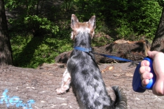 Yorkie-der-Superhund-1