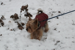 Yorkie-geht-im-Schnee-spazieren-2_