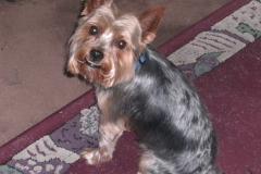 Yorkie-geschnitten