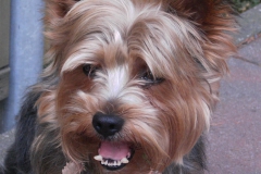 Yorkie-hechelt