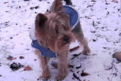 Yorkie-im-Schnee-im-Wald-2