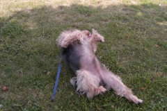 Yorkie-kault-sich-am-Horstmacher-See