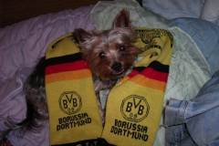 Yorkie-mit-BVB-Schal-2
