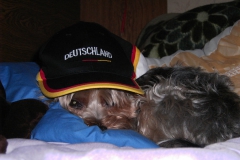 Yorkie-mit-Deutschland-Muetze-nah