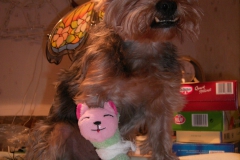 Yorkie-mit-Katzensoeckchen-2