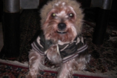Yorkie-mit-Mantel-und-Kapuze-2