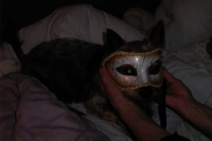 Yorkie-mit-Maske