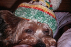 Yorkie-mit-Pudelmuetze-3