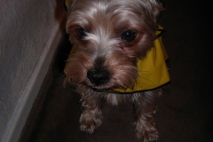 Yorkie-mit-Regenmantel-1