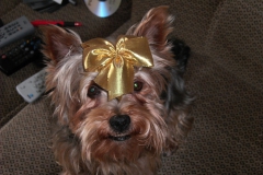 Yorkie-mit-Schleife-11