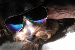 Yorkie-mit-Sonnenbrille-2