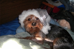 Yorkie-mit-Weihnachtsmuetze-2