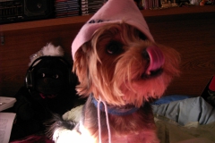 Yorkie-mit-Weihnachtsmuetze-7
