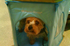 Yorkie-schaut-aus-dem-Hundehaeuschen-hervor
