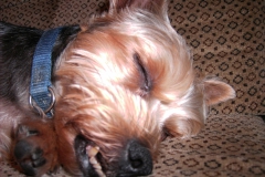 Yorkie-schlaeft-als-wenn-er-tot-waere-4
