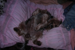 Yorkie-schlaeft-am-Ruecken-4