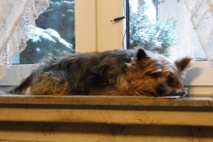 Yorkie-schlaeft-auf-der-Fensterbank-2