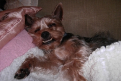 Yorkie-schlaeft-im-Sessel-6