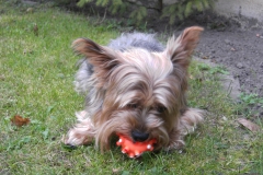 Yorkie-und-Quietschball-3
